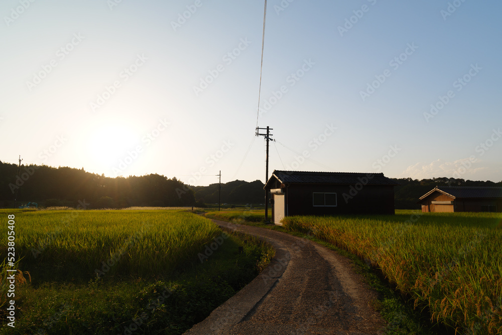 Fototapeta premium A sunny Japanese autumn, fields full of rice, and a straight road.