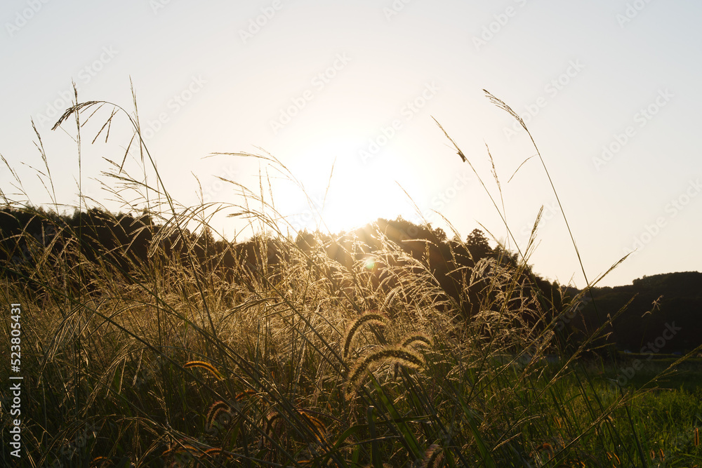 Fototapeta premium Autumn, silver grass shining in the evening sun