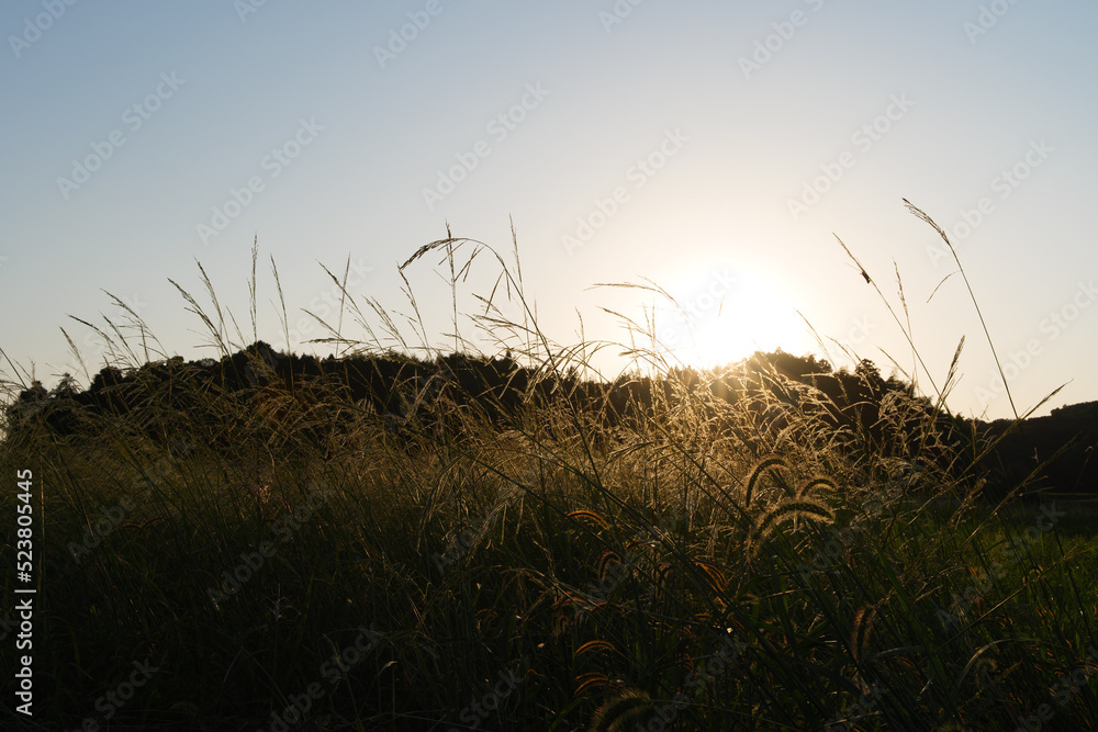 Obraz premium Autumn, silver grass shining in the evening sun