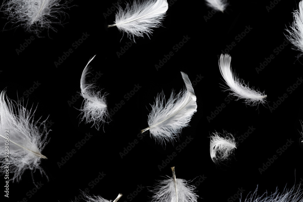 Obraz premium White feather isolated on a black background.