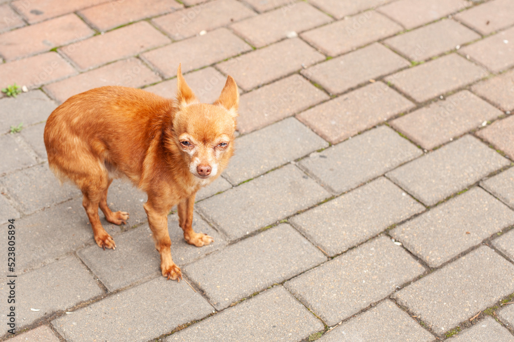 Chihuahua standing against grey background outdoor Chihuahua standing against grey background outdoor