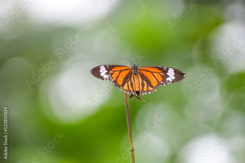 Beautiful butterfly with nature background. Monarch butterfly. © SATYATEJA