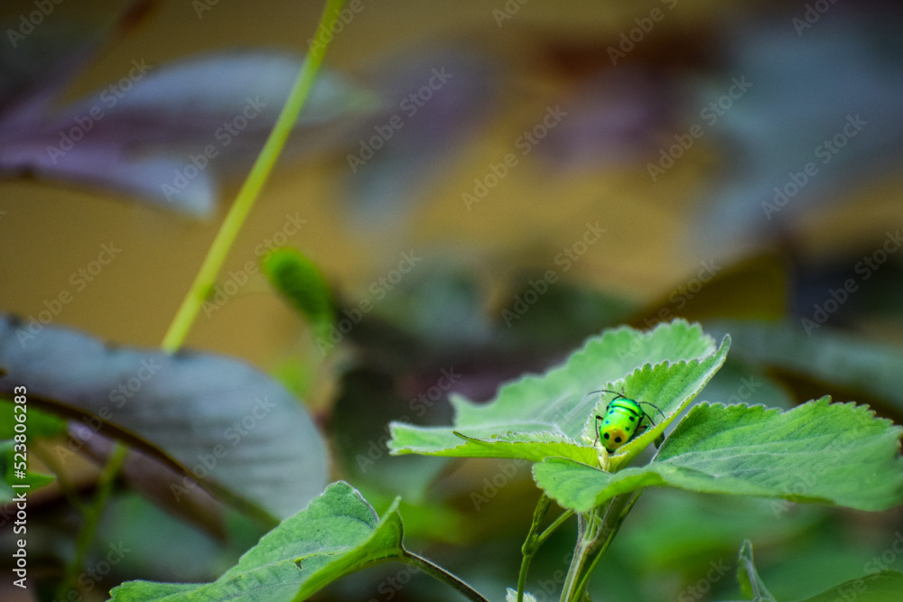 Beautiful insect in nature. Jewel bugs or metallic shield bugs. Beautiful insect in nature. Jewel bugs or metallic shield bugs.