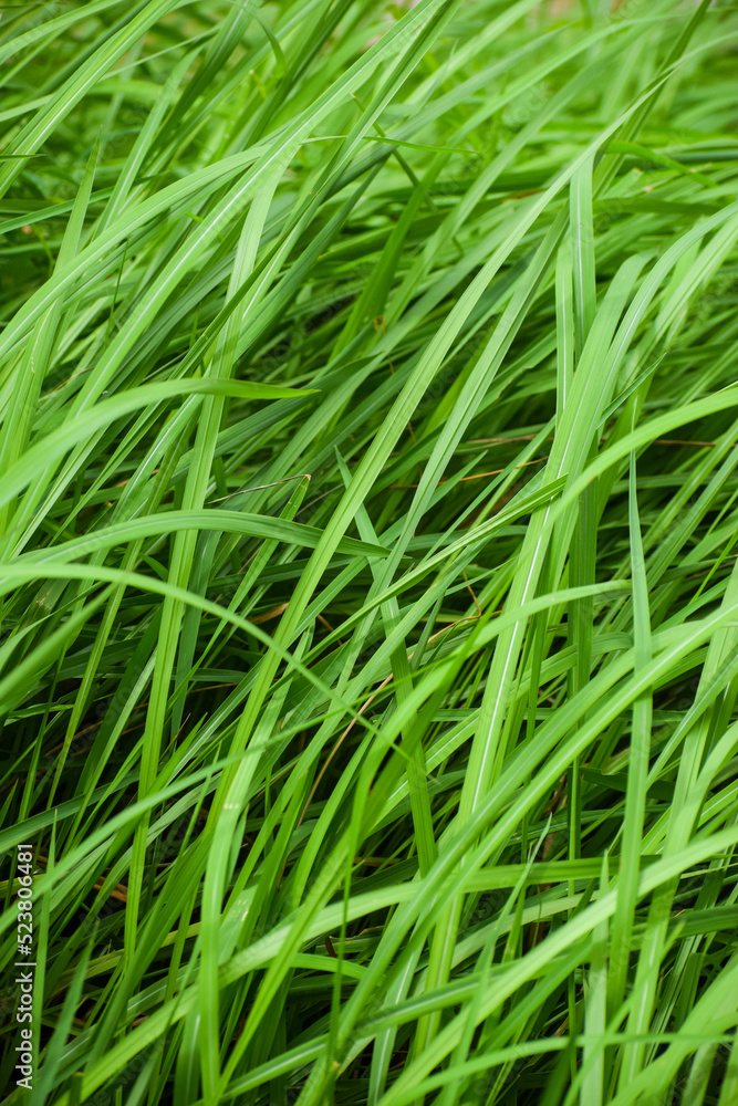 Beautiful green grass background. Seamless natural leaves. Beautiful green grass background. Seamless natural leaves.