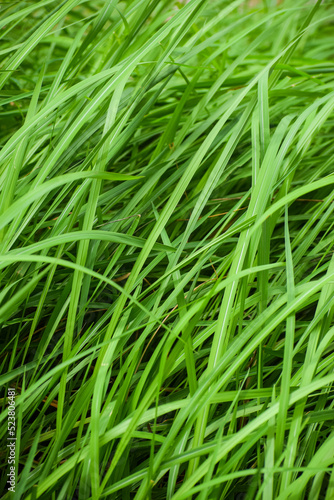 Beautiful green grass background. Seamless natural leaves.