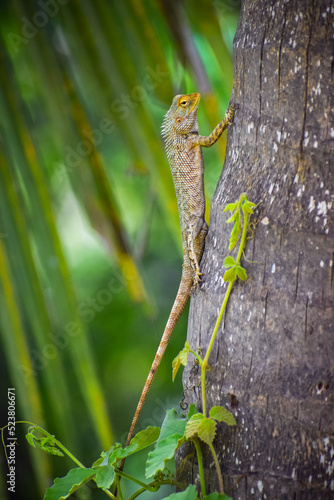 Oriental garden lizard on the tree with blurred background. Reptile.