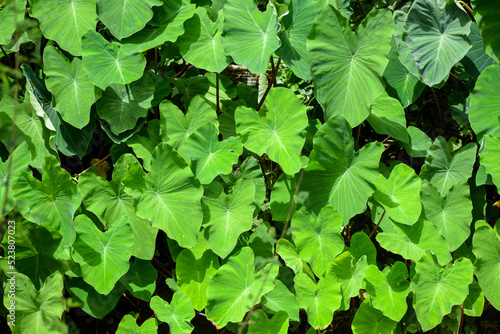 Colocasia esculenta, tropical plant leaves background. Leaves of Taro plant.