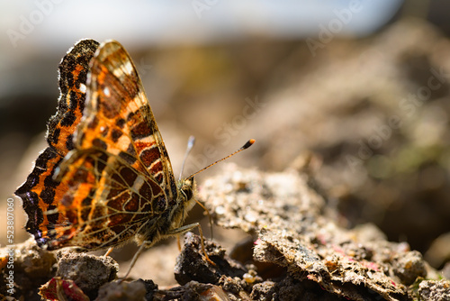 Vanessa cardui butterfly macro on the ground photo