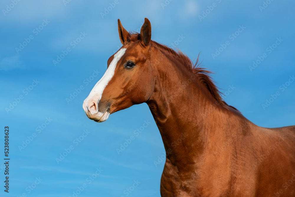 Fototapeta premium Portrait of a horse on the background of blue sky. Don breed horse.