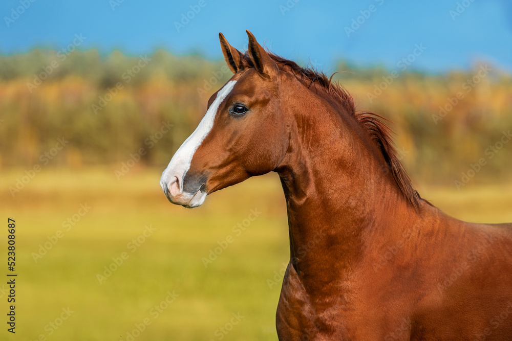 Fototapeta premium Beautiful red horse in autumn. Don breed horse.