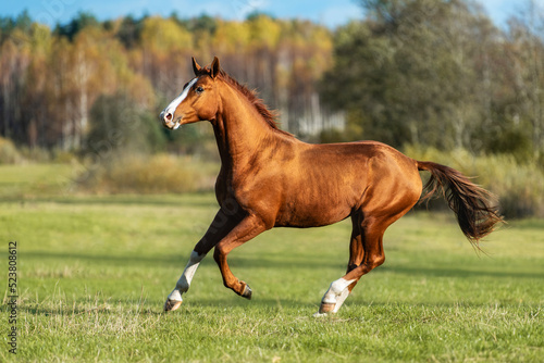 Beautiful red horse running in the field in autumn. Don breed horse.