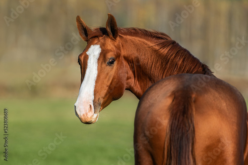 Portrait of red horse looking back. Don breed horse. © Rita Kochmarjova