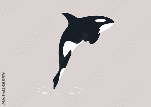 A profile view of a black and white orca whale emerging from the water