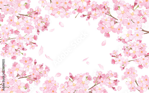 桜と散る花びらで囲んだフレーム。　水彩イラスト（透過背景）
