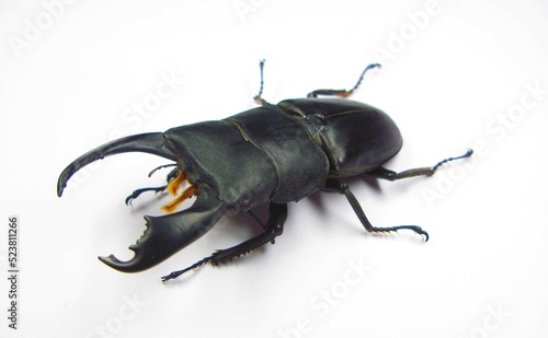 Giant stag beetle Dorcus titanus  isolated on white close up. Lucanidae. Collection beetles. Entomology. Coleoptera.