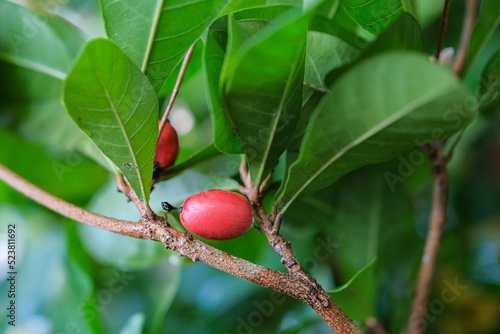 The berry of the miracle fruit plant is used as medicine.