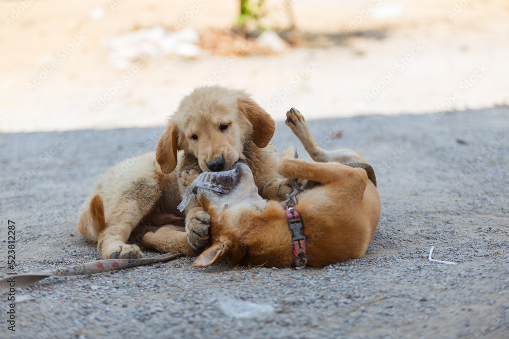 Two dogs are playing and fighting on ground floor. Two dogs are playing and fighting on ground floor.