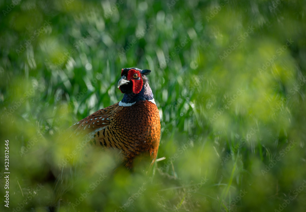 Fototapeta premium Pheasant, Phasianus colchicus. 