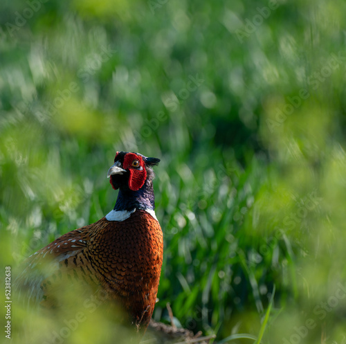 Pheasant, Phasianus colchicus. 