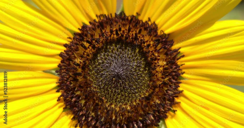 Macro shot Closeup sun flower Macro shot Closeup sun flower