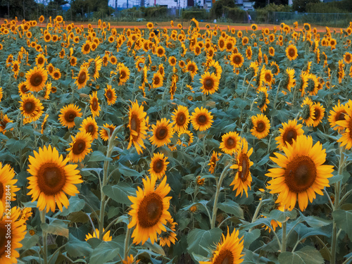 ひまわりがいっぱい