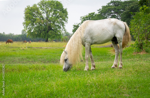 White Horse Grazing in Meadow in Farmland © plo