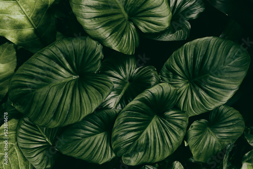 Fototapeta Naklejka Na Ścianę i Meble -  tropical foliage, dark green nature background