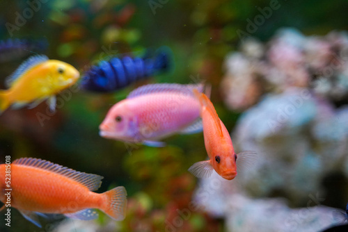Colorful aquarium fish cichlids swim in the aquarium