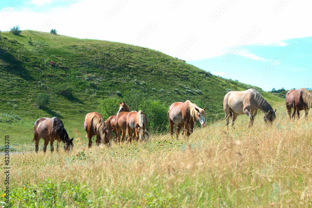 Wild horses graze together in a prairie