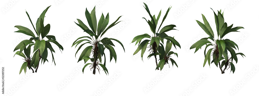 Tropical plants on a transparent background
Tropical plants on a transparent background