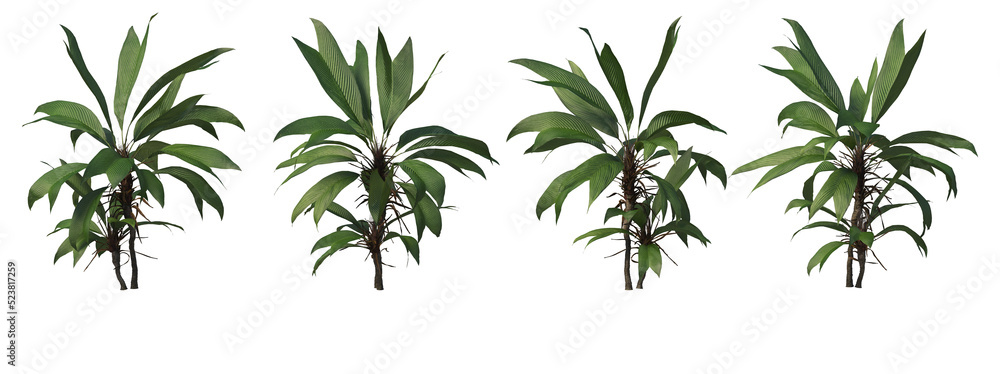 Tropical plants on a transparent background
Tropical plants on a transparent background