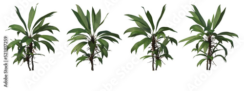 Tropical plants on a transparent background 