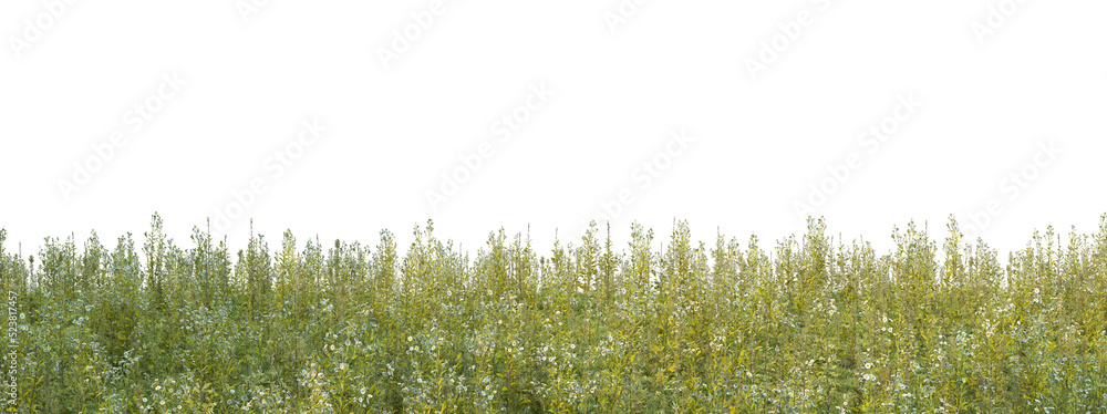 Meadow on a transparent background
