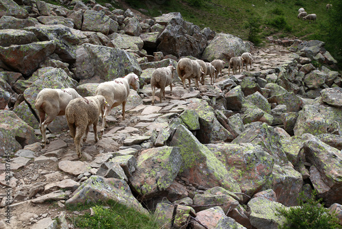 A few sheep cross a stony path to join the rest of the herd (Haut Verdon, Parc du Mercantour, Alpes-de-Haute-Provence, France)

