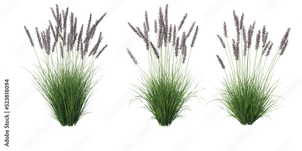 Grass on a transparent background
Grass on a transparent background