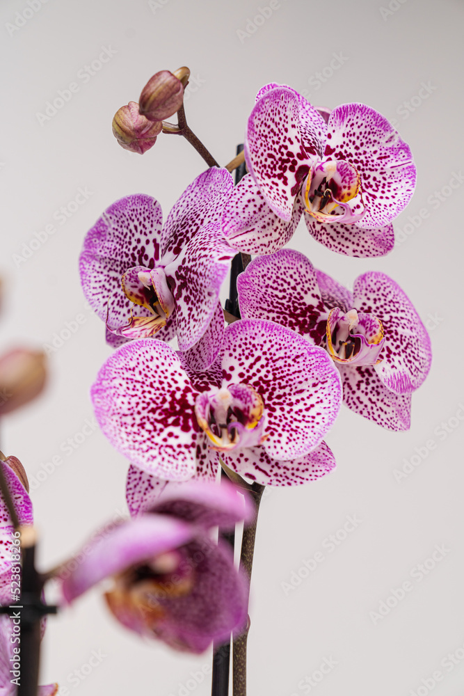 Pink violet-pointed Orchid Phalaenopsis close-up with a white background.  Orchid Phalaenopsis beautiful design flower. Stock Photo | Adobe Stock