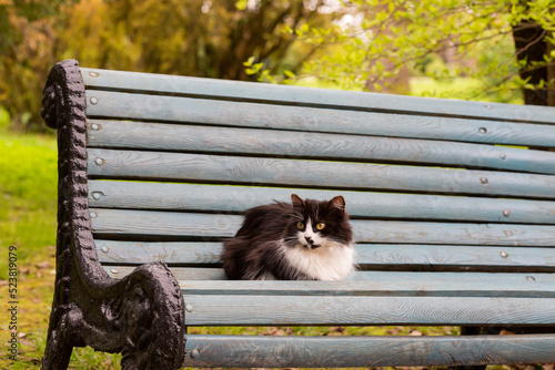 Fototapeta Naklejka Na Ścianę i Meble -  cute fluffy kitty is lying on a wooden bench in a city park. The life of street homeless animals