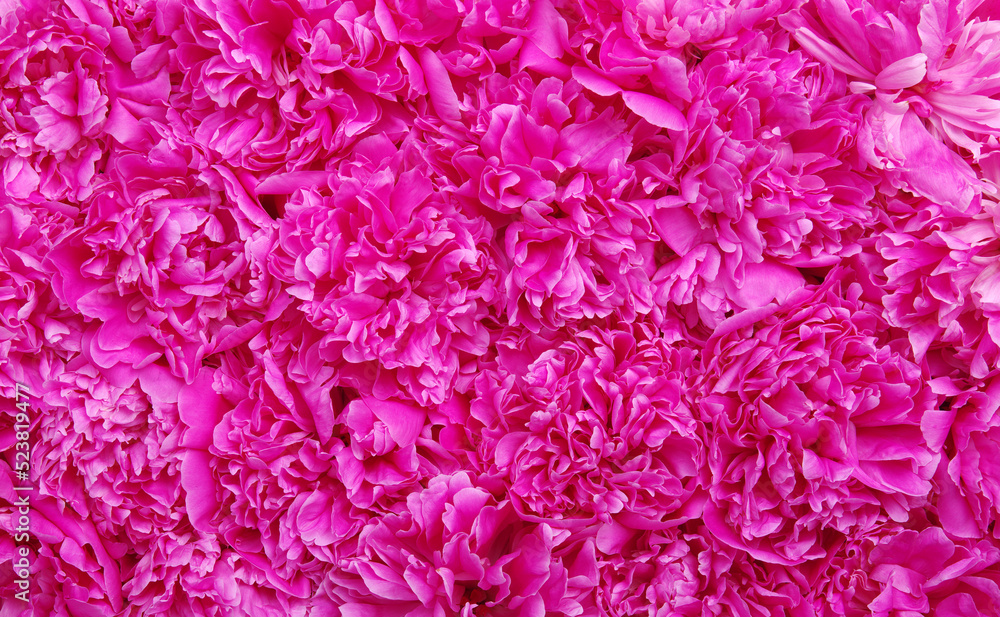 Fototapeta premium Beautiful pink peonies.