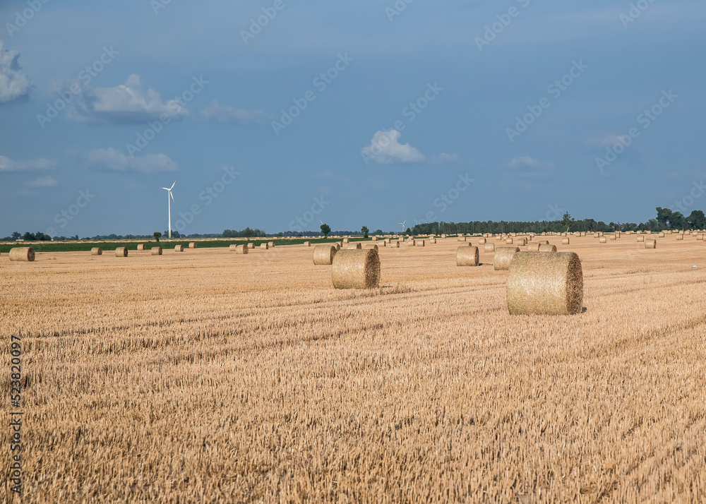 Fototapeta premium zbiory zbóż, żniwa
