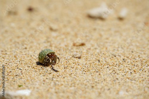 海辺のヤドカリ