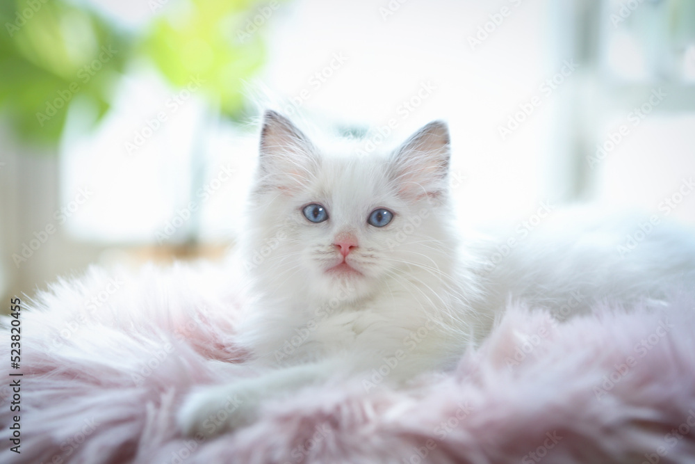털방석위에서 쉬고있는 귀엽고 예쁜 하얀색 고양이 렉돌
