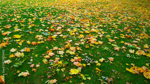 Autumn leaves on green grass