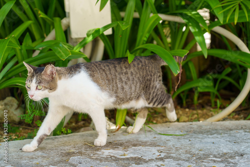 沖縄の野良猫