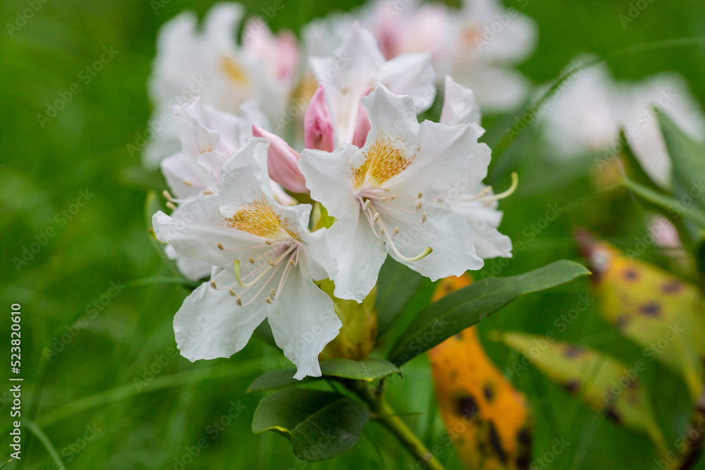 Obraz premium Lovely white Rhododendron flower selective focus, blurred background. Close-up view to beautiful blooming white rhododendron i