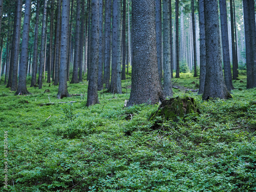 Stump in the forest and blueberry. Stump in the forest and blueberry.
