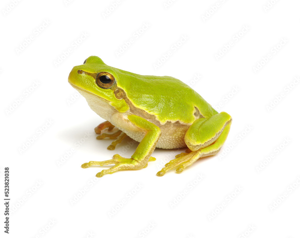 Green tree frog isolated on white Green tree frog isolated on white