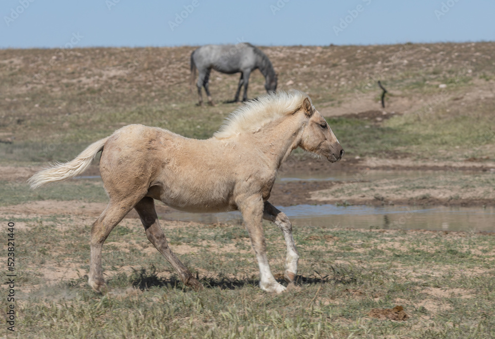 Wild Horse in Spring in the Utah Desert Wild Horse in Spring in the Utah Desert