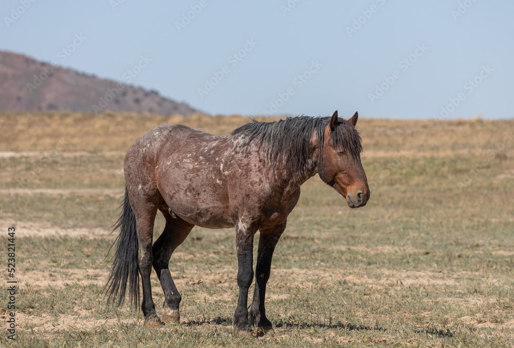 Wild Horse in Spring in the Utah Desert Wild Horse in Spring in the Utah Desert