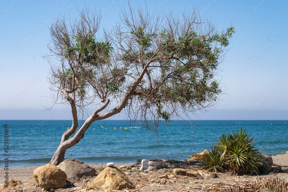 Beautiful beach with sand, blue ocean, blue sky without clouds and a tree over the water Beautiful beach with sand, blue ocean, blue sky without clouds and a tree over the water