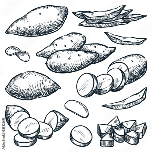 Yam harvest, hand drawn agriculture and farm isolated design elements. Sweet potato sketch vector illustration